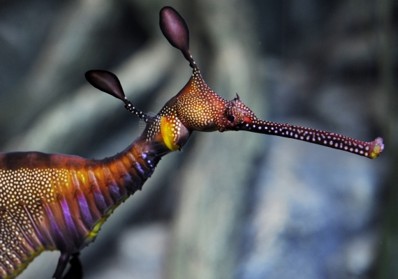 Sea Dragon - SEA LIFE London Aquarium