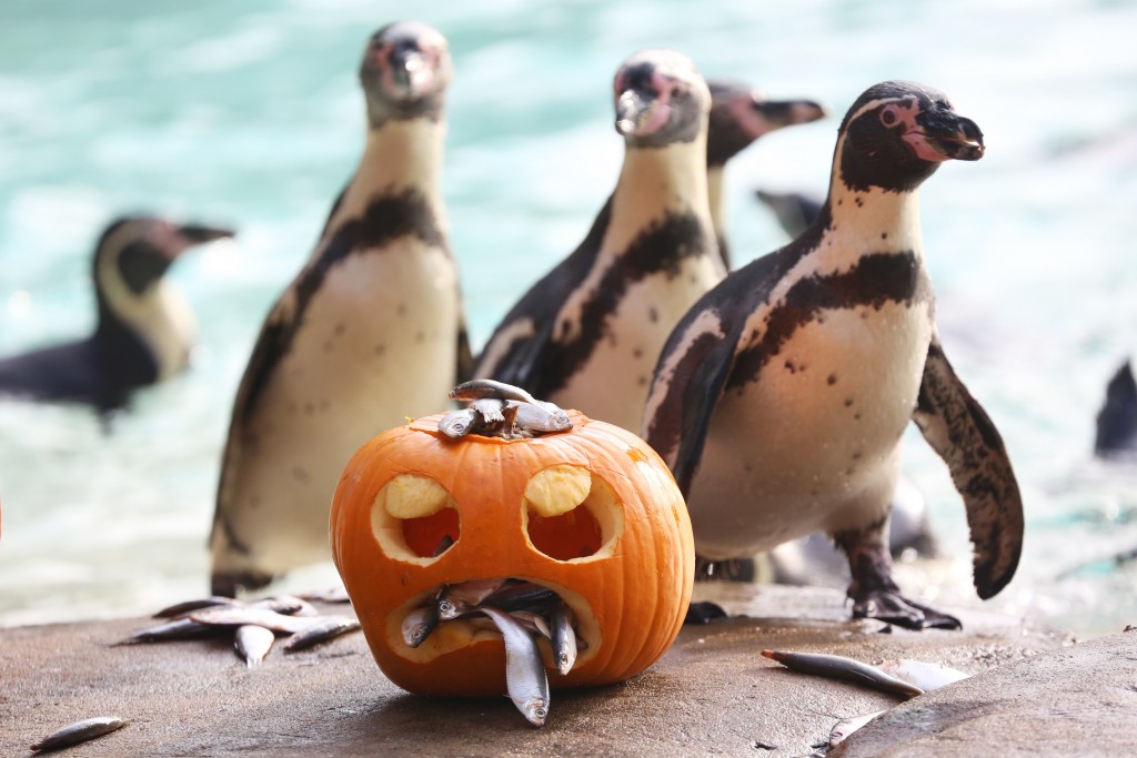 Humboldt penguins ZSL London Zoo (c)ZSL