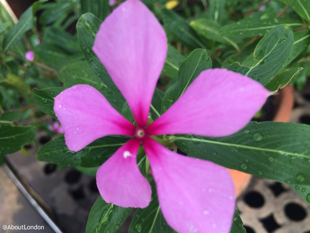 Madagascar Periwinkle