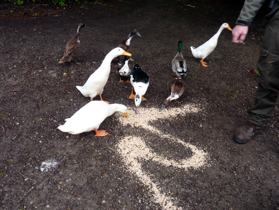 Feeding the ducks at Bryngarw Country Park
