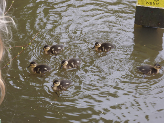 One day old ducklings at Bryngarw Country Park