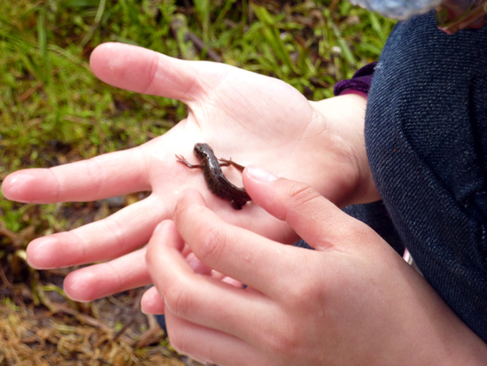 One of the newts we found while pond dipping at Bryngarw Country Park