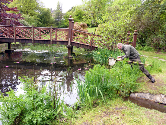 Dan the Park Ranger pond dipping at Bryngarw Country Park