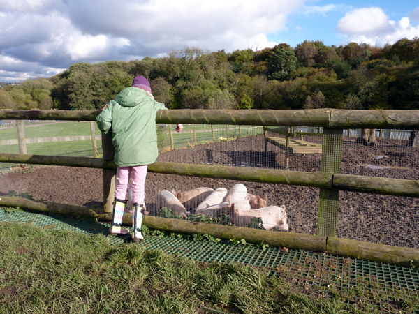 Feeding the piglets at Jimmy’s Farm - Things to Do in Suffolk