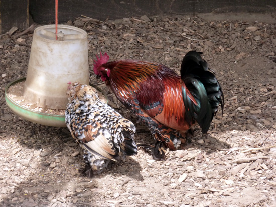 Chicken in the Farm Trail at Margam Country Park