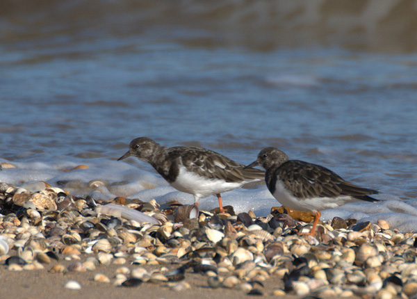 Shellness, Isle of Sheppey