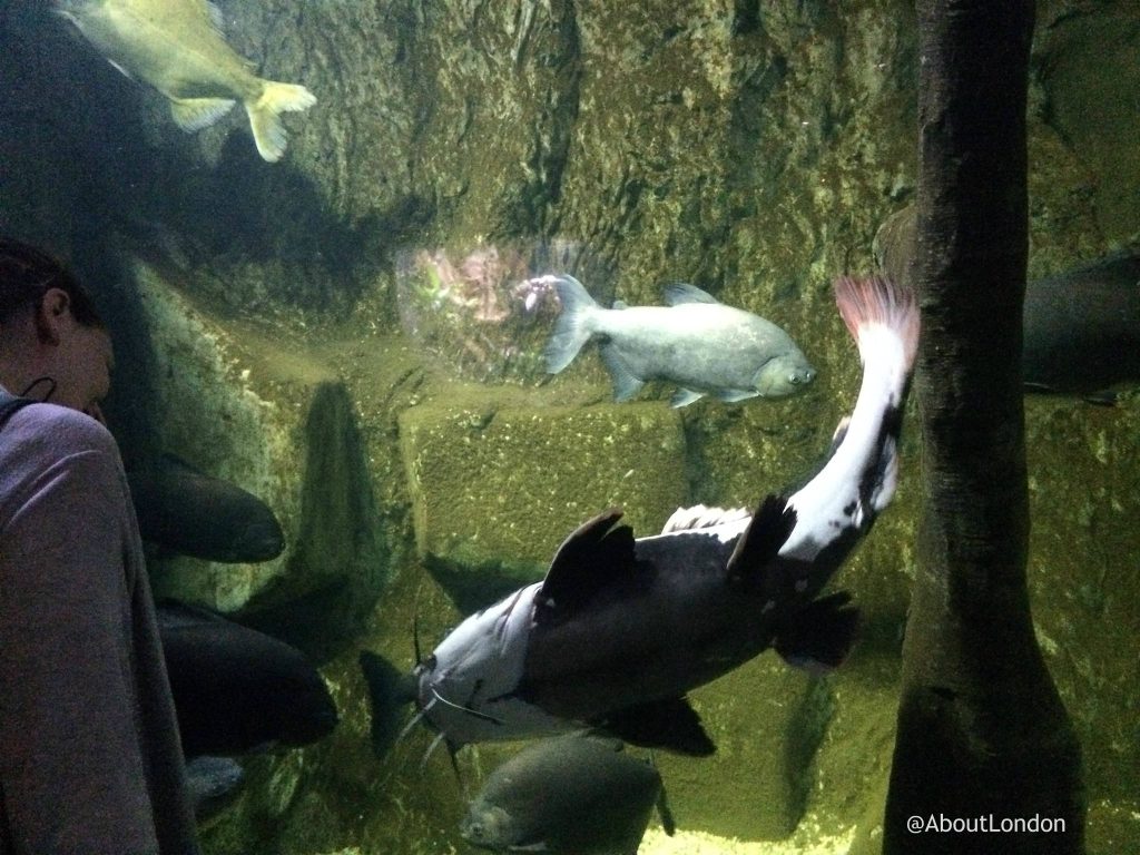 catfish - London Aquarium