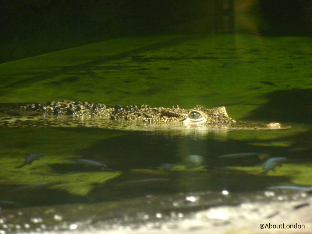 crocodile - London Aquarium