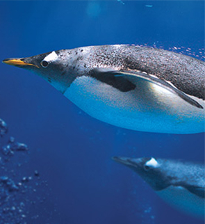 gentoo penguins