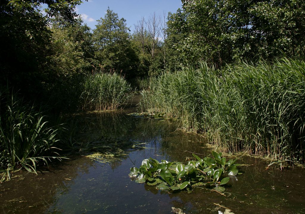 Camley Street Natural Park - Unusual Things To Do in King's Cross