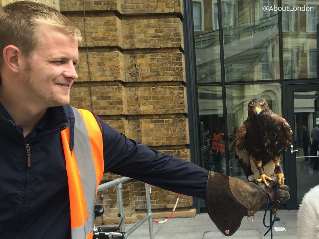 Hawk at King's Cross